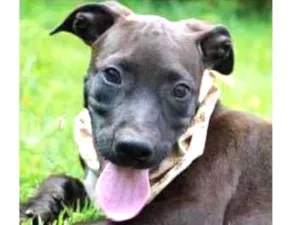 Cachorro raça Vira lata  idade 2 a 6 meses nome João 