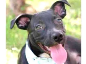 Cachorro raça Vira lata  idade 2 a 6 meses nome Lucas 