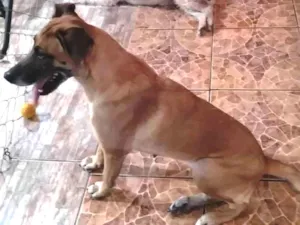 Cachorro raça SRD idade 6 ou mais anos nome Susan