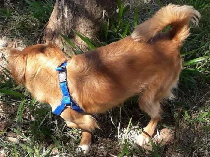 Cachorro ra a SRD-ViraLata idade 3 anos nome Totó