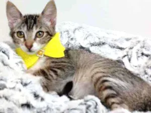 Gato raça Srd idade Abaixo de 2 meses nome Gliss