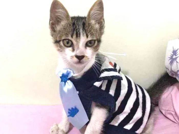 Gato raça SRD idade 2 a 6 meses nome Zeca