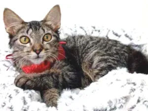 Gato raça Srd idade Abaixo de 2 meses nome Edward
