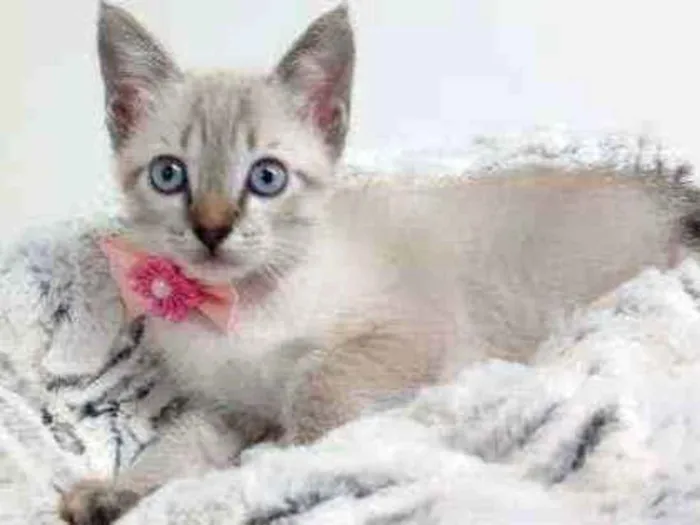 Gato raça Srd idade Abaixo de 2 meses nome Manu