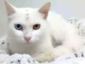 Gato raça Srd idade 2 anos nome Aisha