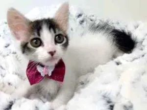 Gato raça Srd idade Abaixo de 2 meses nome Jasmim