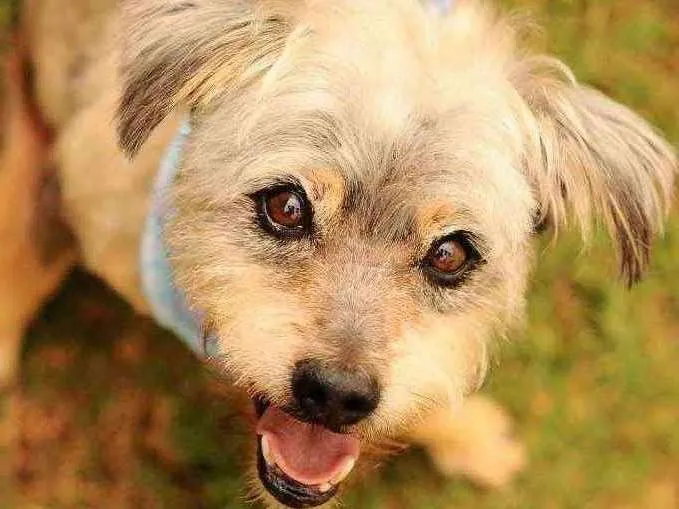 Cachorro raça Srd idade 4 anos nome Joaquim