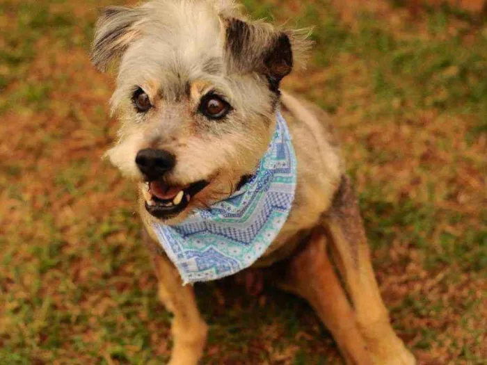 Cachorro raça Srd idade 4 anos nome Joaquim