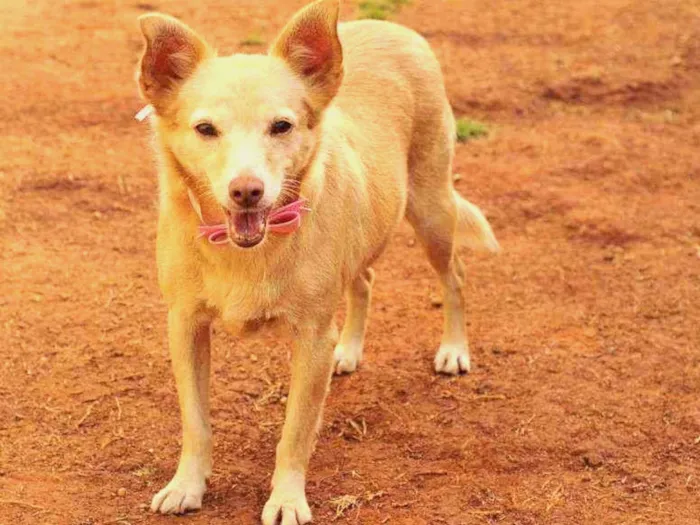 Cachorro raça Srd idade 3 anos nome Lobinha