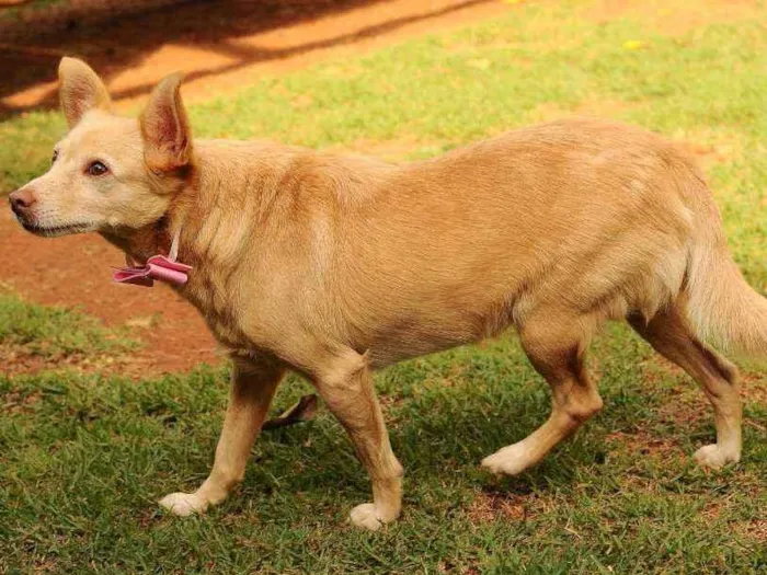Cachorro raça Srd idade 3 anos nome Lobinha