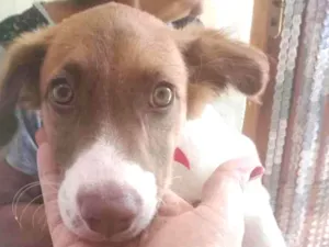Cachorro raça Sem raça definida  idade 2 a 6 meses nome Sem nome 