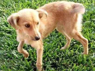 Cachorro raça Não sabemos idade 7 a 11 meses nome Fofuna
