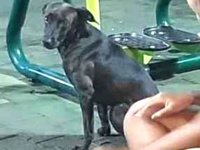 Cachorro ra a Vira lata  idade  nome Não sabemos 