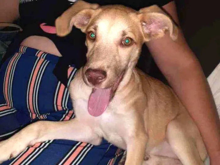 Cachorro raça SRD idade 2 a 6 meses nome Beca