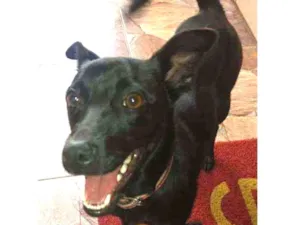 Cachorro raça SRD idade 1 ano nome Belinha