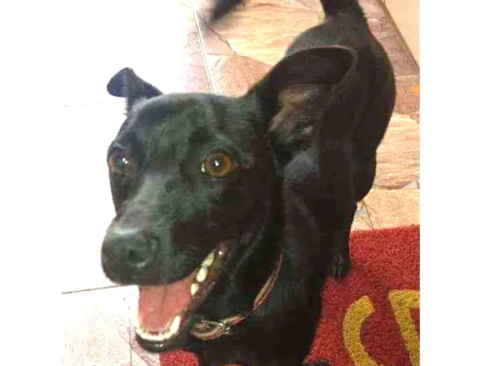 Cachorro ra a SRD idade 1 ano nome Belinha