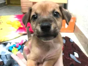 Cachorro raça Sem Raça Definida idade Abaixo de 2 meses nome Sem nome