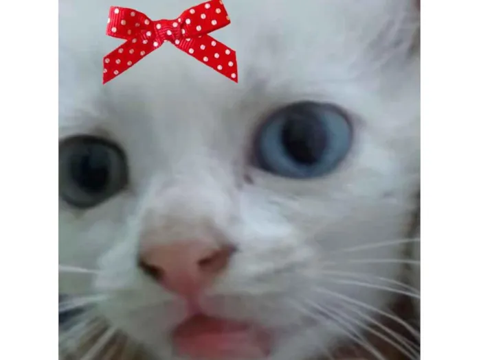 Gato ra a Mestiça  idade 2 a 6 meses nome Julie 