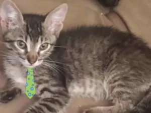 Gato raça Mestiço  idade 2 a 6 meses nome Chico 