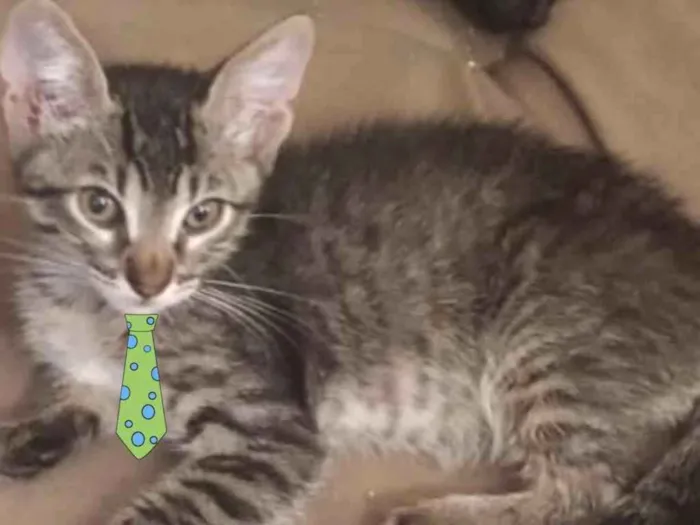 Gato ra a Mestiço  idade 2 a 6 meses nome Chico 