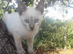Gato raça SRD idade 2 a 6 meses nome Pingo 