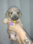 Cachorro raça SrD idade Abaixo de 2 meses nome Piter