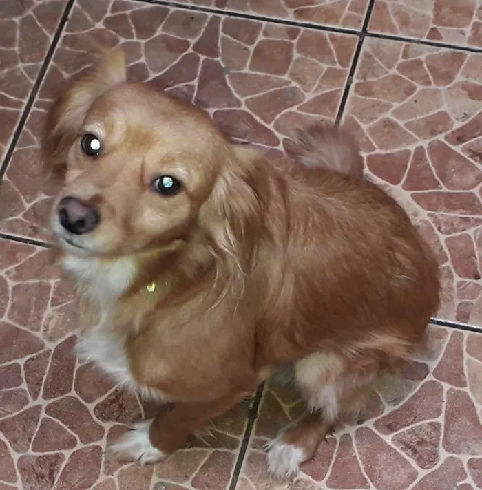 Cachorro ra a SRD-ViraLata idade 3 anos nome Totó