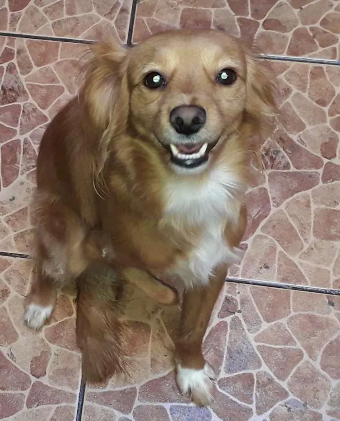 Cachorro ra a SRD-ViraLata idade 3 anos nome Totó