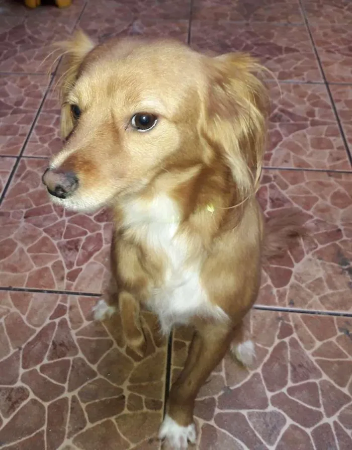 Cachorro ra a SRD-ViraLata idade 3 anos nome Totó