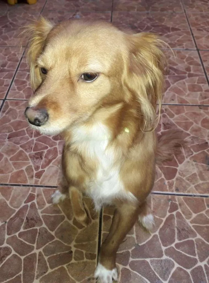 Cachorro ra a SRD-ViraLata idade 3 anos nome Totó