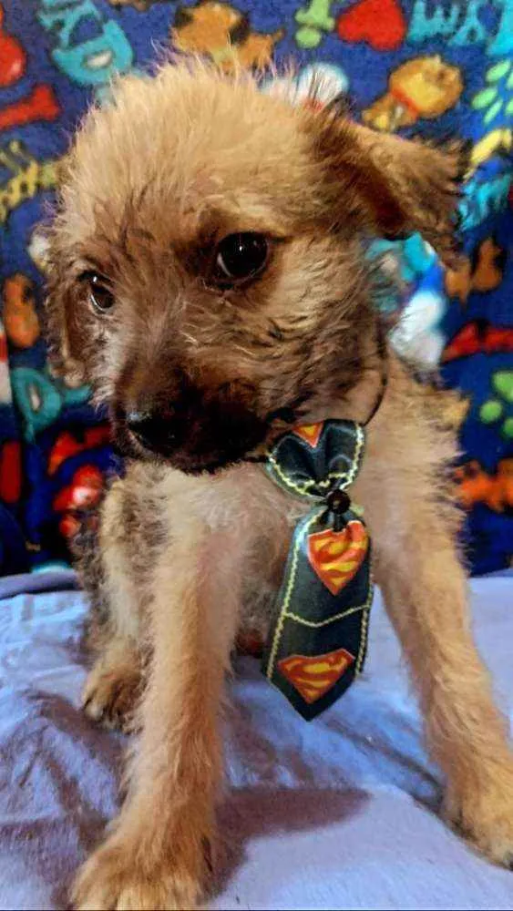 Cachorro raça SrD idade Abaixo de 2 meses nome Piter