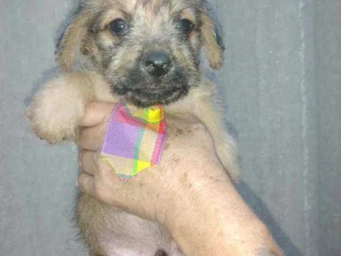 Cachorro raça SrD idade Abaixo de 2 meses nome Piter