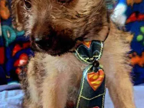 Cachorro raça SrD idade Abaixo de 2 meses nome Piter