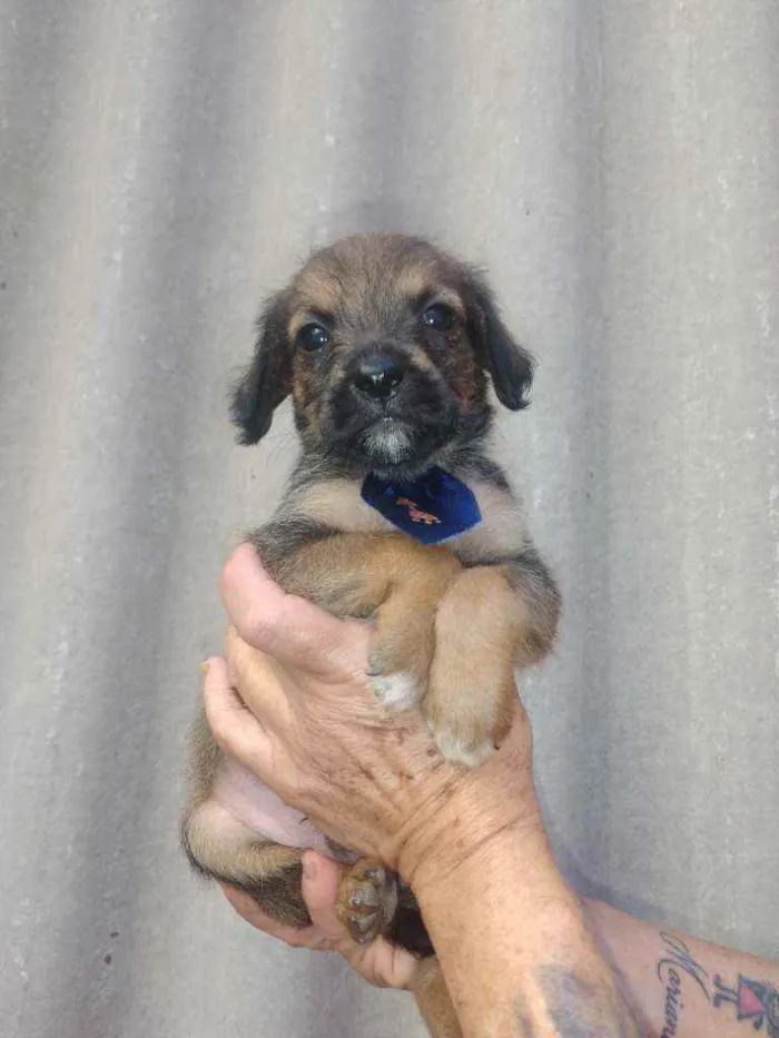 Cachorro raça Srd idade Abaixo de 2 meses nome Nike