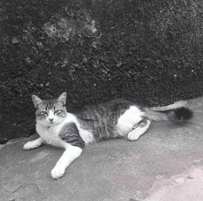 Gato ra a Vira Lata mestiço com angorá idade 1 ano nome Tom