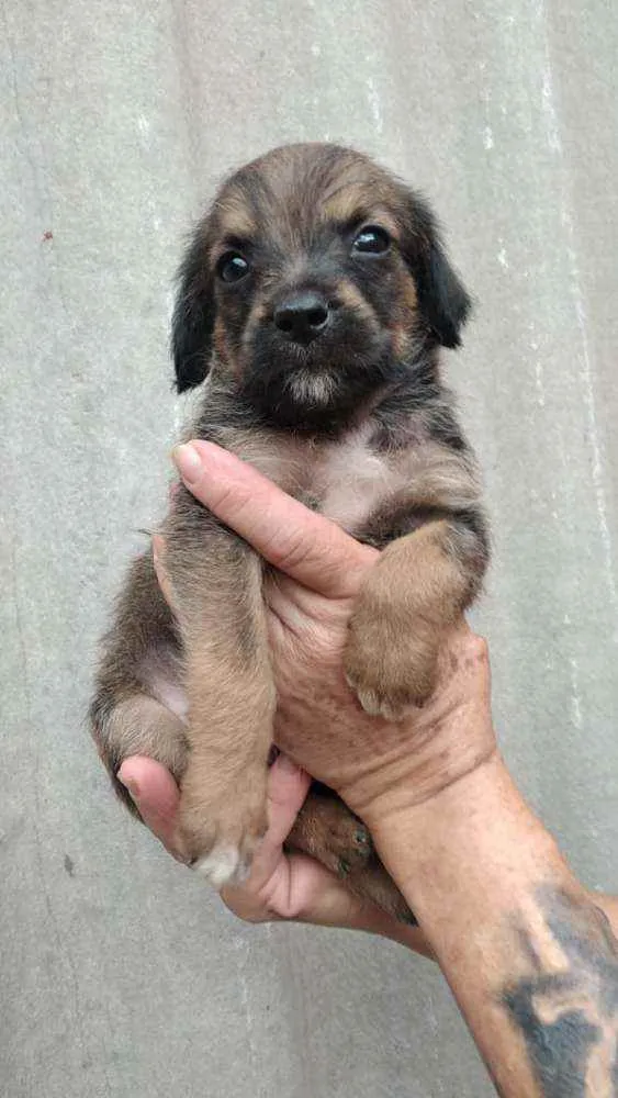Cachorro raça Srd idade Abaixo de 2 meses nome Nike