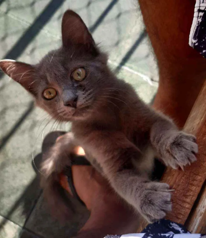 Gato ra a SRD idade 2 a 6 meses nome Sem nome