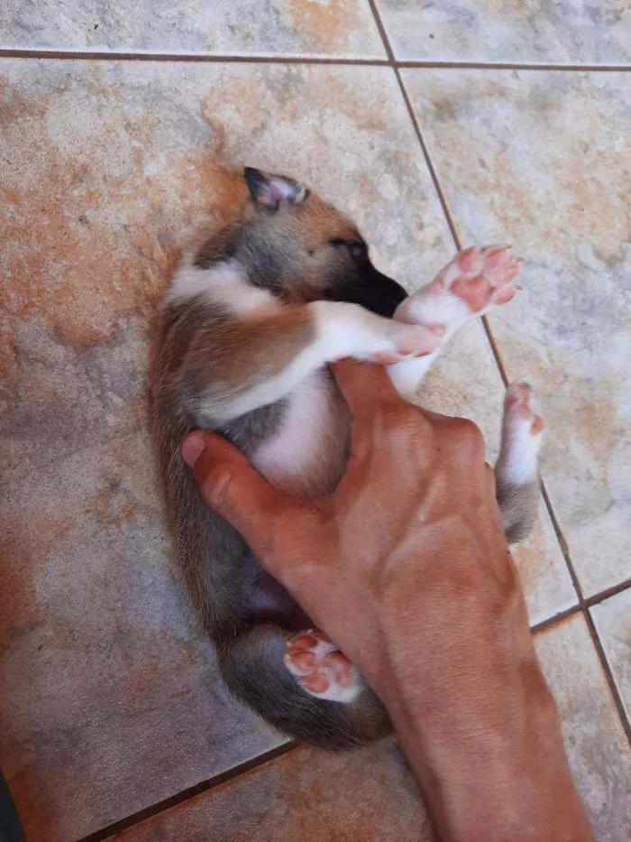 Cachorro raça Vira lata / Border Collie  idade Abaixo de 2 meses nome Sem nome
