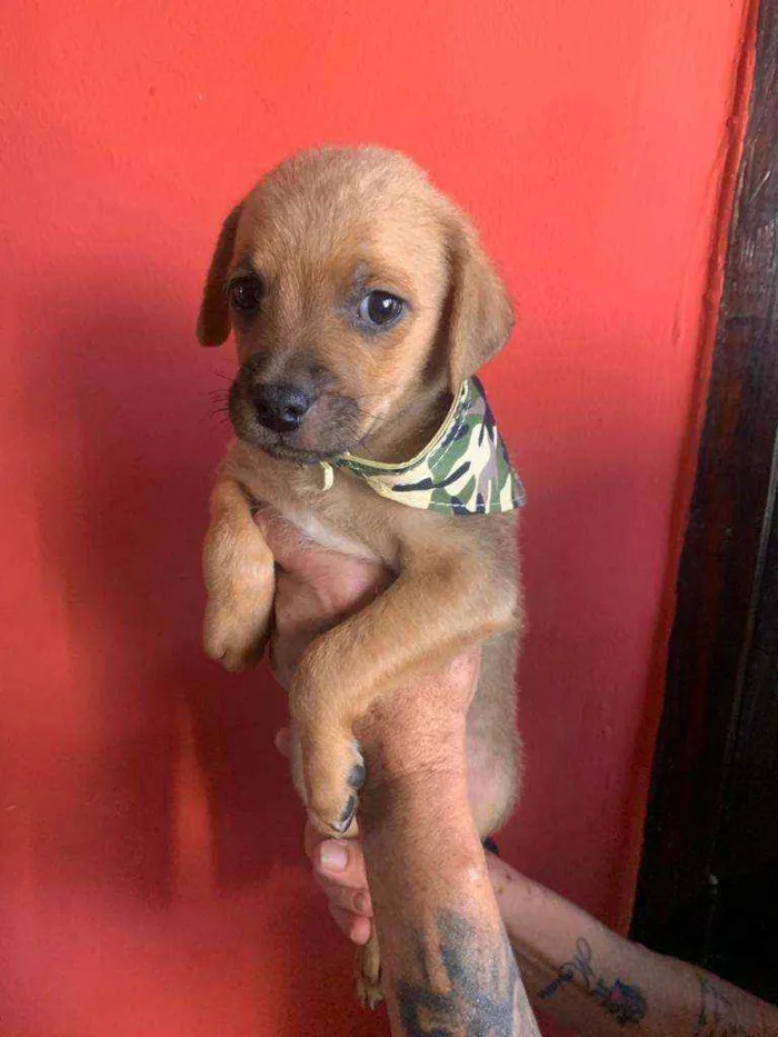 Cachorro raça Srd idade Abaixo de 2 meses nome Tody