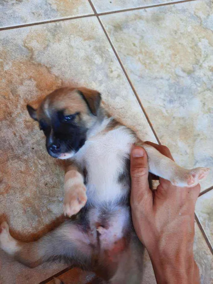 Cachorro raça Vira lata / Border Collie  idade Abaixo de 2 meses nome Sem nome