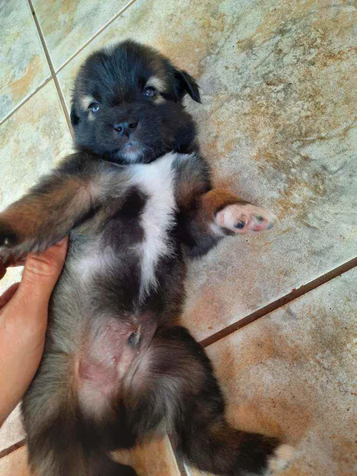Cachorro raça Vira lata / Border Collie  idade Abaixo de 2 meses nome Sem nome