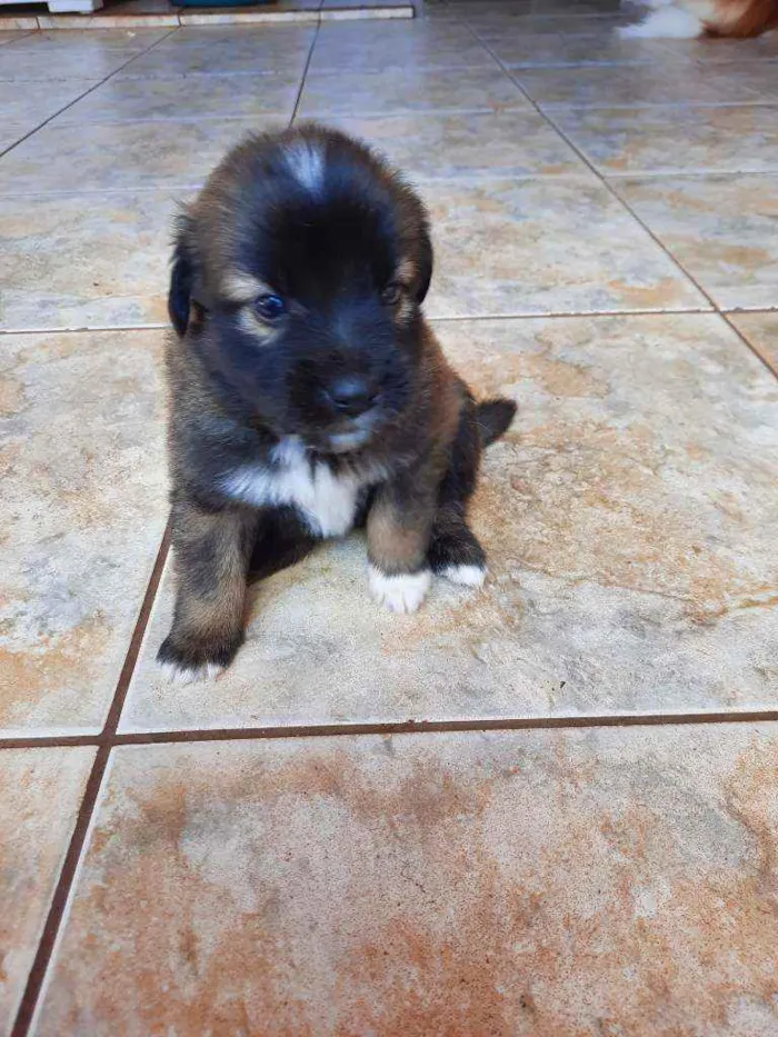 Cachorro raça Vira lata / Border Collie  idade Abaixo de 2 meses nome Sem nome