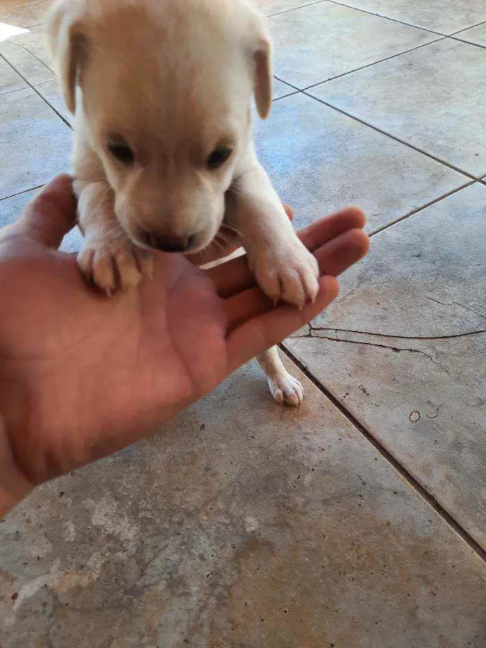 Cachorro raça Vira lata / Border Collie  idade Abaixo de 2 meses nome Sem nome