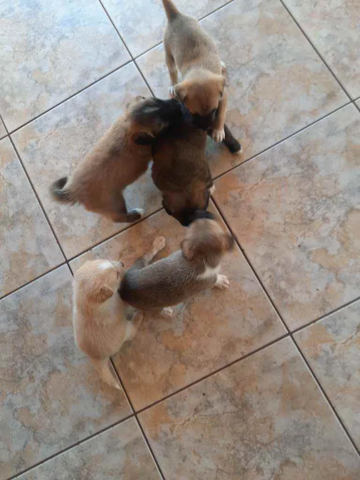 Cachorro raça Vira lata / Border Collie  idade Abaixo de 2 meses nome Sem nome