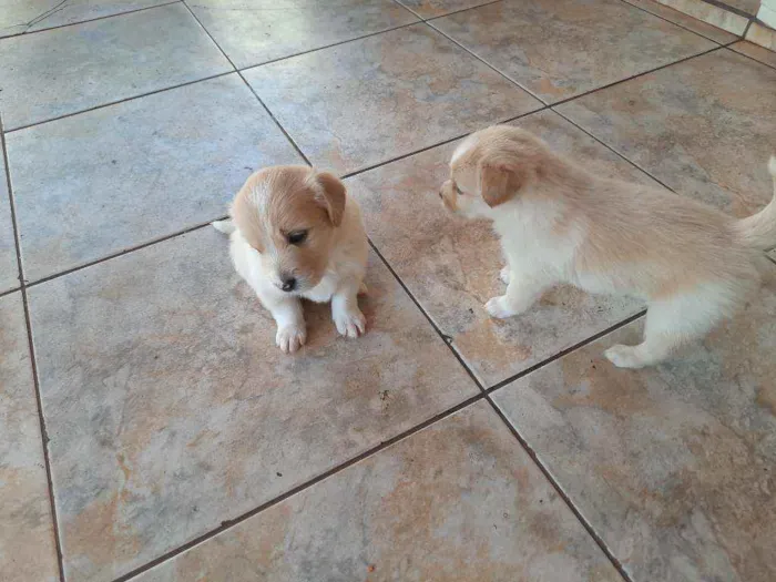Cachorro raça Vira lata / Border Collie  idade Abaixo de 2 meses nome Sem nome