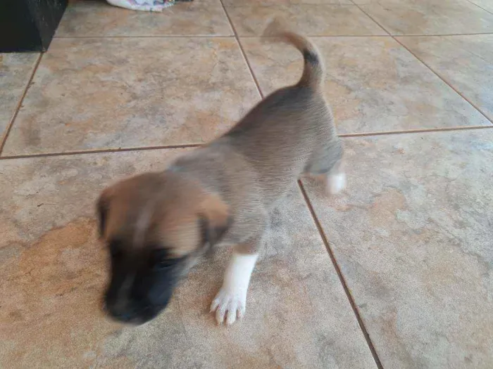 Cachorro raça Vira lata / Border Collie  idade Abaixo de 2 meses nome Sem nome