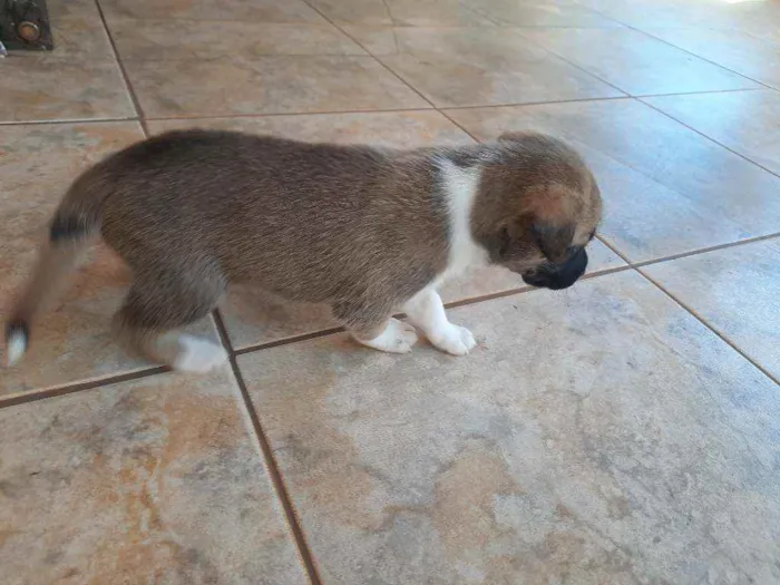Cachorro raça Vira lata / Border Collie  idade Abaixo de 2 meses nome Sem nome