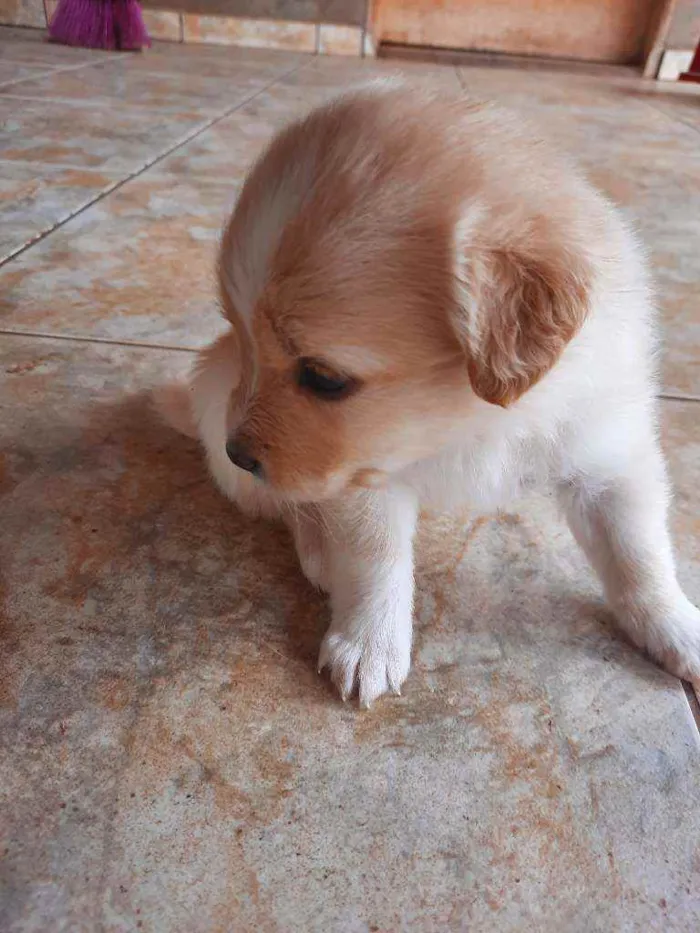 Cachorro raça Vira lata / Border Collie  idade Abaixo de 2 meses nome Sem nome