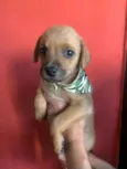 Cachorro raça Srd idade Abaixo de 2 meses nome Tody