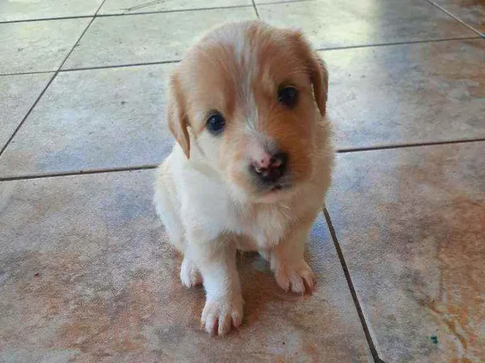 Cachorro raça Vira lata / Border Collie  idade Abaixo de 2 meses nome Sem nome